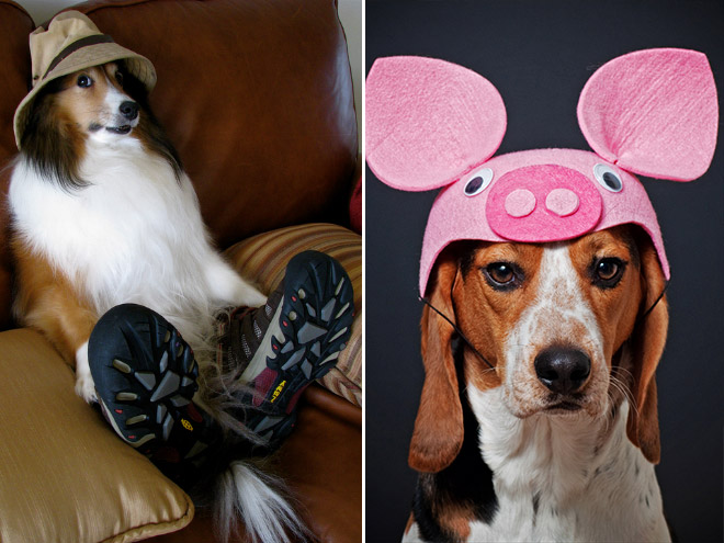 funny dog hats