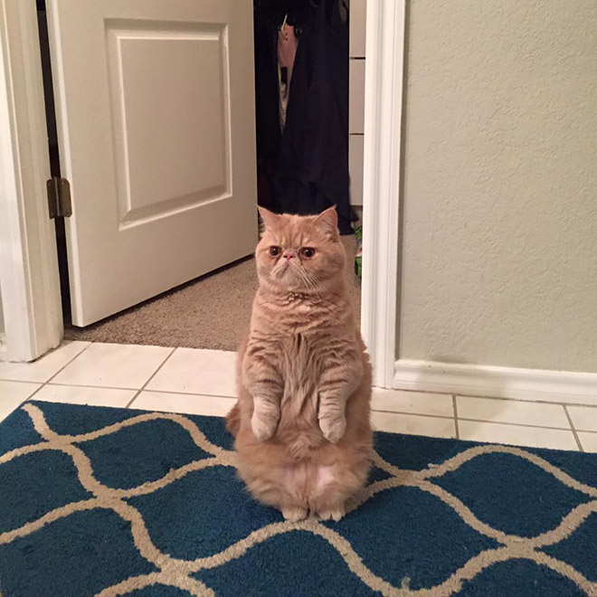 fat cat stands on two feet