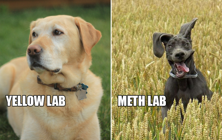 different-types-of-labs