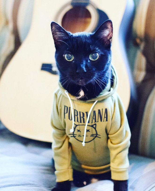 hoodies with cats on them