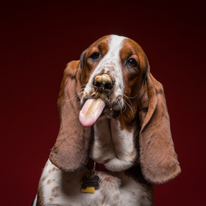 Why Dogs Lick Themselves After Eating Peanut Butter