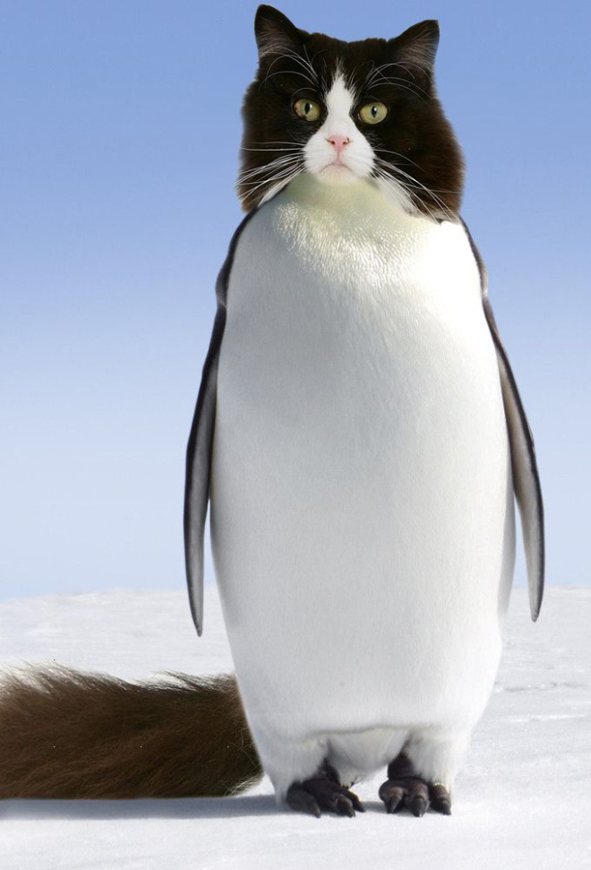 penguin feisty pet