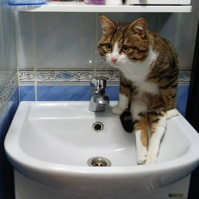 Cats Vs Sinks