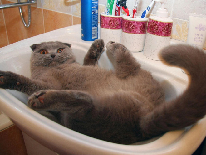 Cats Vs Sinks