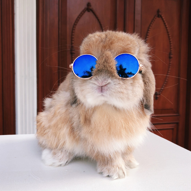 World S Coolest Bunnies Wearing Sunglasses