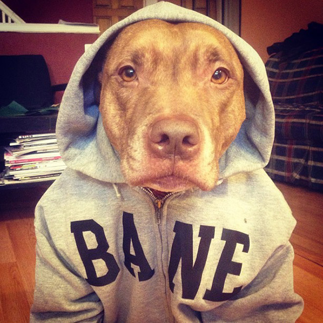 pitbull wearing hoodie