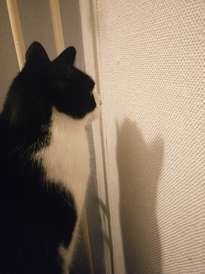 Cats Who Can T Figure Out Walls