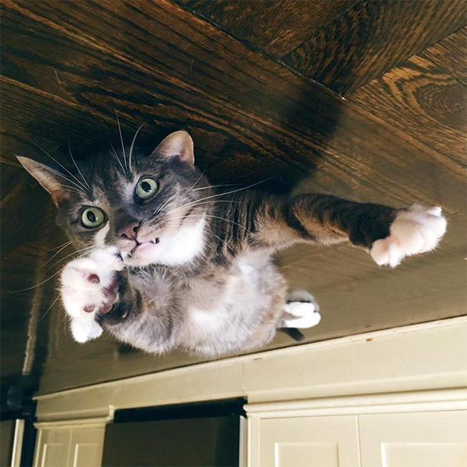 Cat Balloons That Floated To The Ceiling And Now Are Stuck