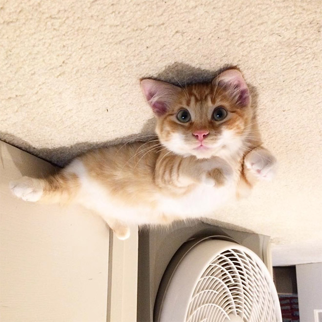 Cat Balloons That Floated To The Ceiling And Now Are Stuck