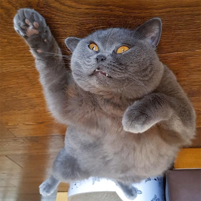 Cat Balloons That Floated To The Ceiling And Now Are Stuck