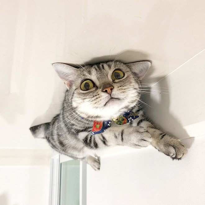 Cat Balloons That Floated To The Ceiling And Now Are Stuck