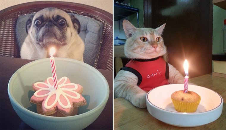 Pets Celebrating Their Birthdays
