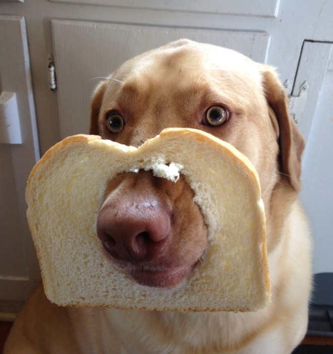 Inbread Dogs: Dogs In Bread