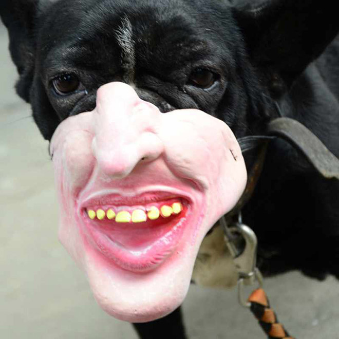 dog muzzle with teeth for sale