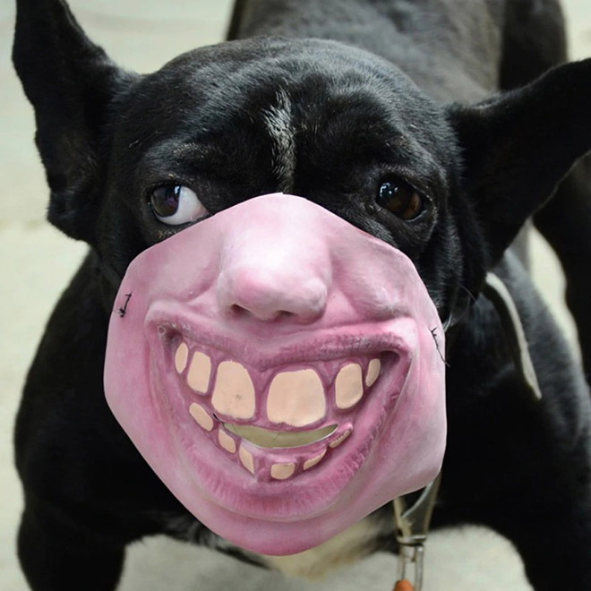 flat face dog muzzle