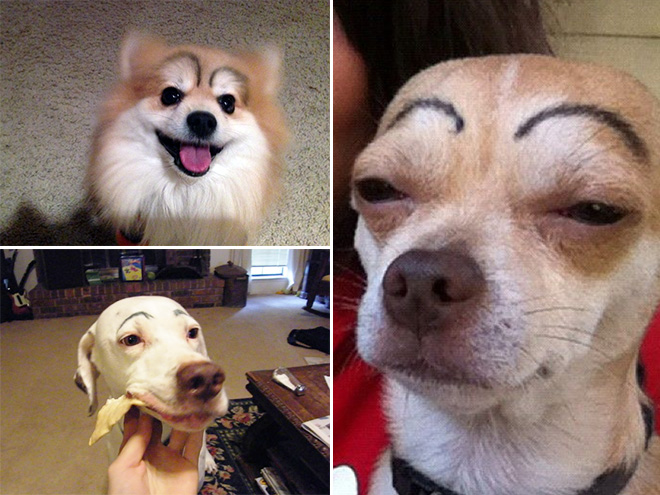 Awkward Internet Trend: Dogs With Makeup Eyebrows