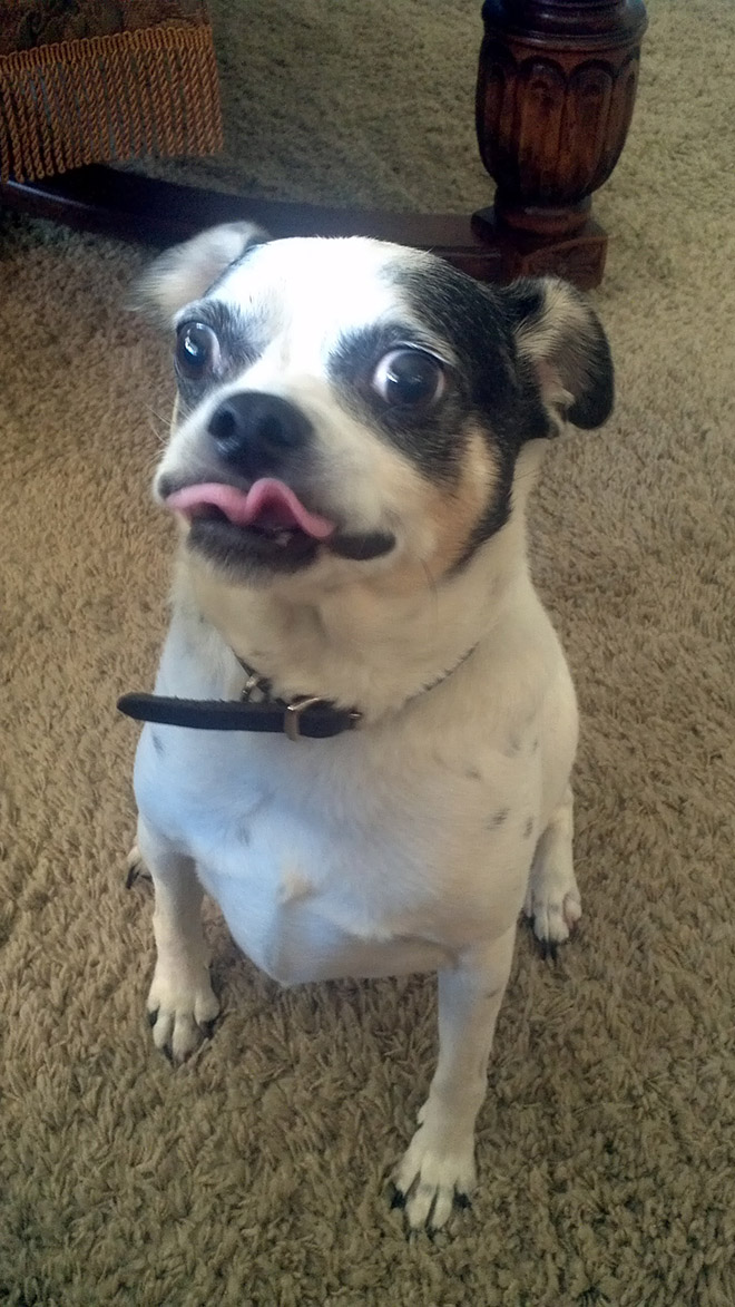 Have You Noticed How Hilarious Dog Tongues Are?