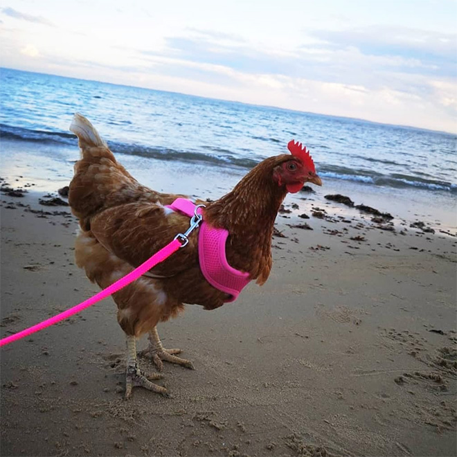 Bird Harness Lets You Take Your Pet Chicken Or Duck For a Walk