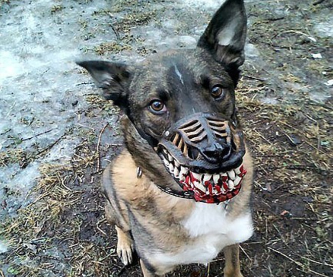 zombie dog muzzle