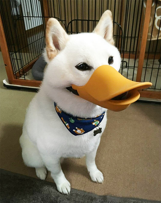 duck mouth muzzle