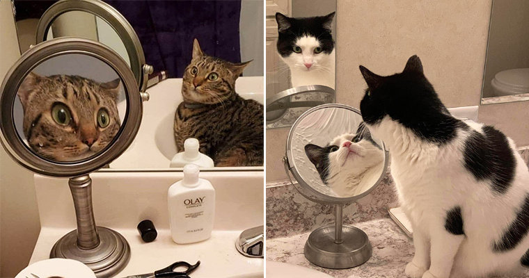 Cats Trying To Figure Out Mirrors