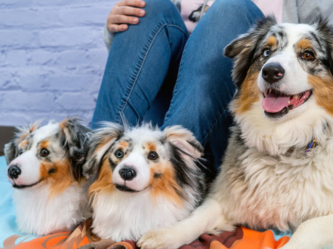 pet clone slippers