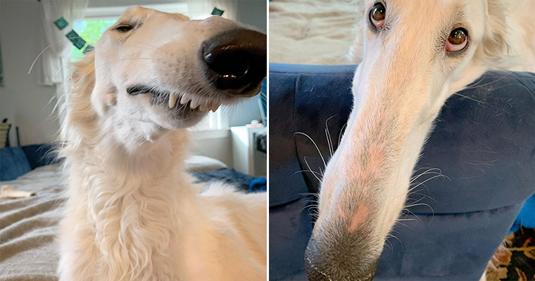 Meet Eris Dog With An Unusually Long Snout