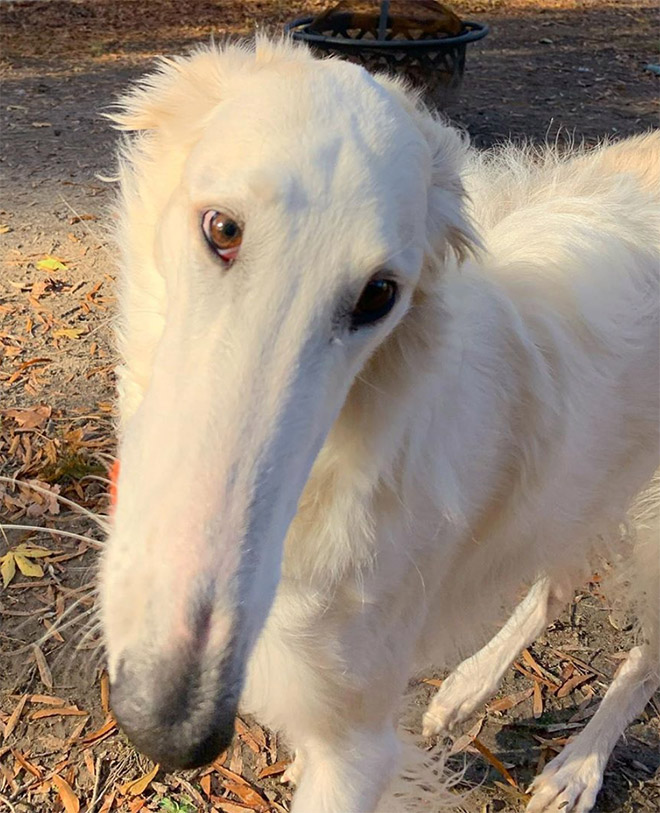 Meet Eris Dog With an Unusually Long Snout