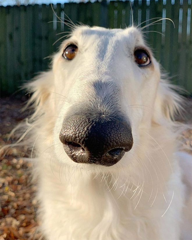 Meet Eris Dog With An Unusually Long Snout