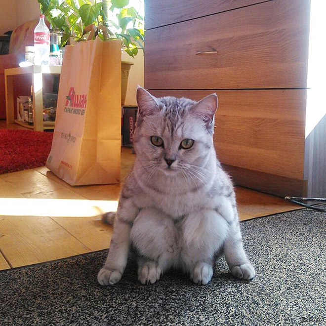 Some Cats Comfortably Sit In Hilariously Weird Positions