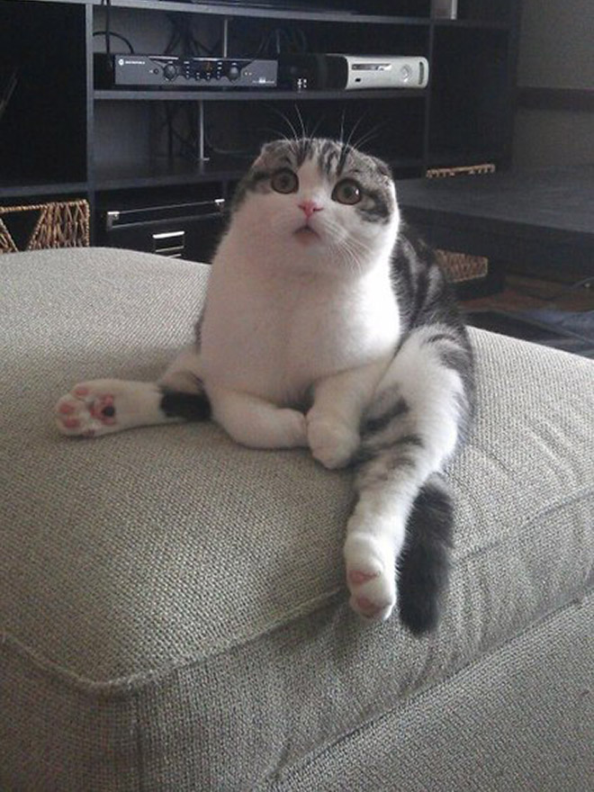 some-cats-comfortably-sit-in-hilariously-weird-positions