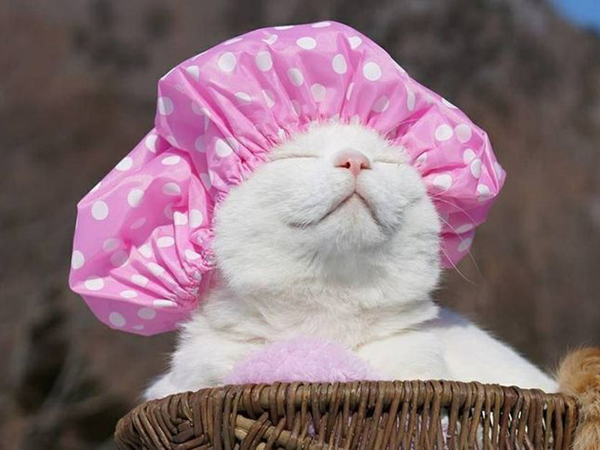 cat shower cap