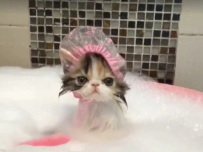 Cats Wearing Shower Caps