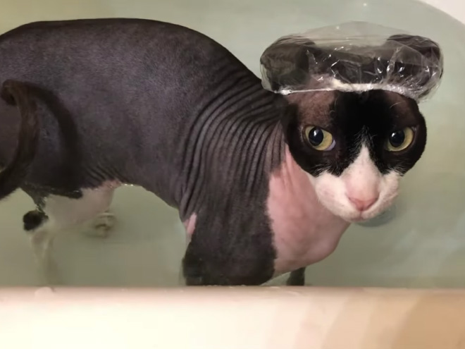 Cats Wearing Shower Caps