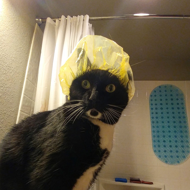 cat shower cap