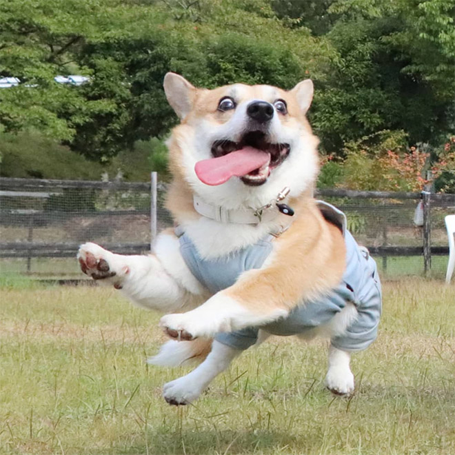 Meet Gen: Corgi From Japan With Goofy Facial Expressions