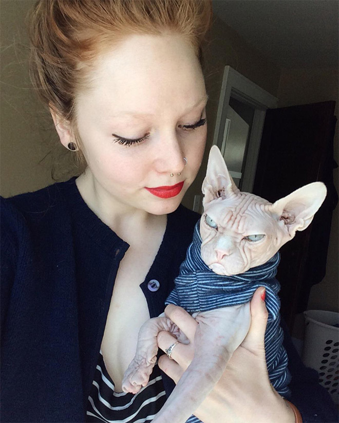 Grumpy sphynx cat.