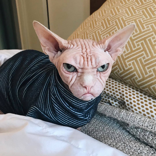 Grumpy sphynx cat.