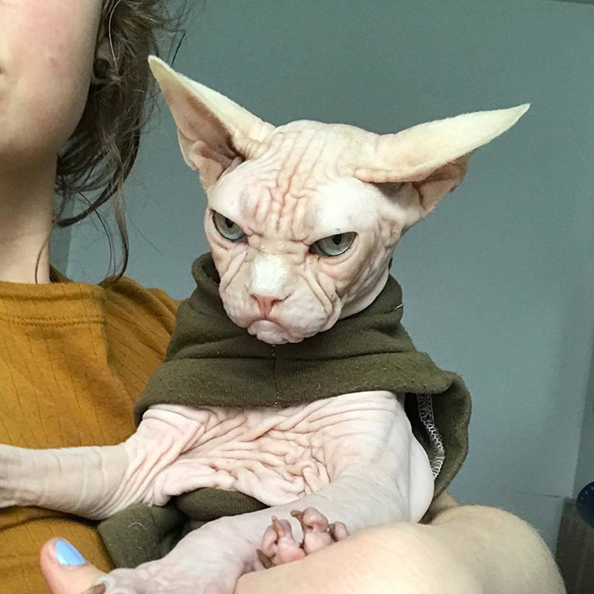 Grumpy sphynx cat.