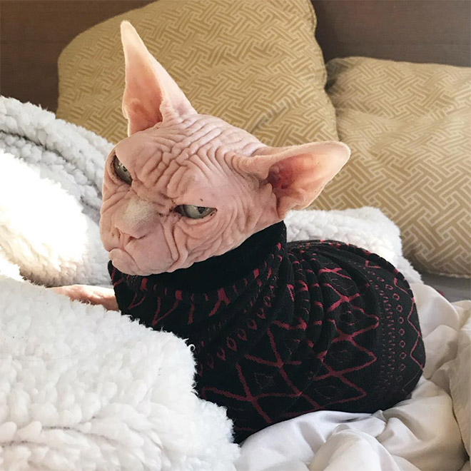 Grumpy sphynx cat.