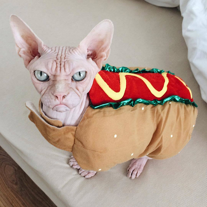 Grumpy sphynx cat.