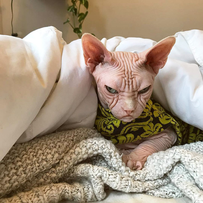 Meet Loki The Worlds Grumpiest Sphynx Cat 