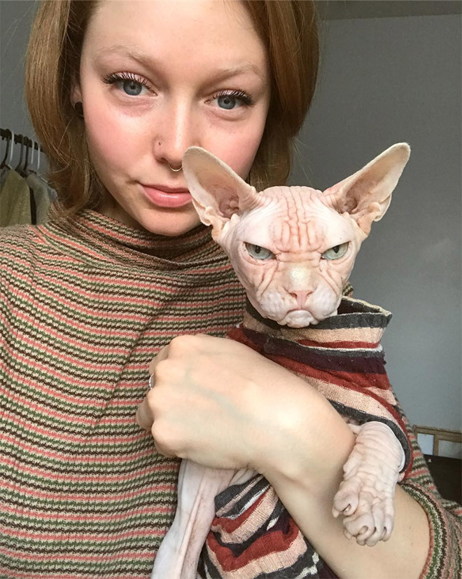 Grumpy sphynx cat.