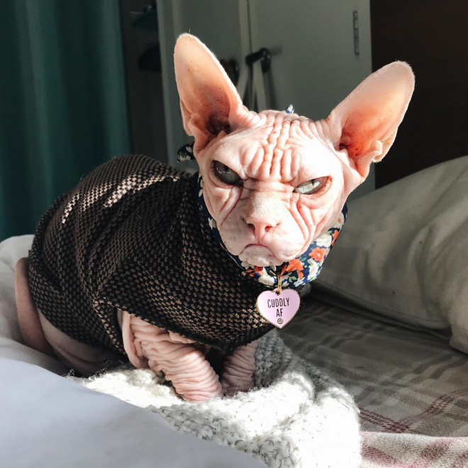 Grumpy sphynx cat.