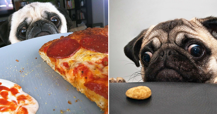 Pug 2025 in food