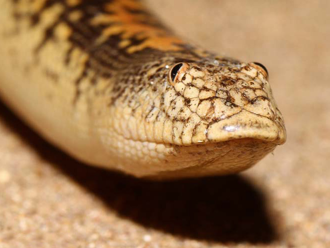 Arabian Sand Boa Is a Snake With The Funniest Face Ever