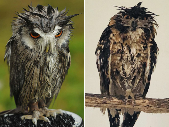 Wet Owls Are Hilariously Grumpy