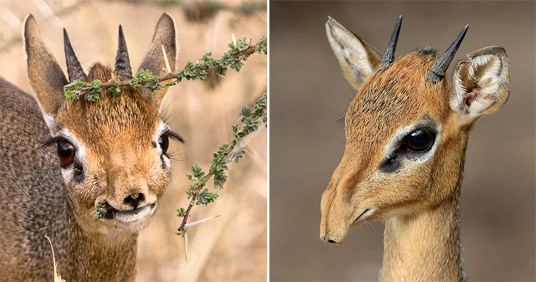 This Twitter Account Will Send You Unsolicited Dik-Diks