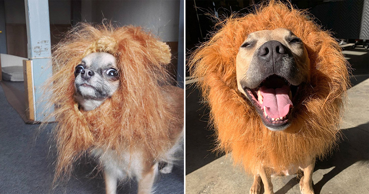 Lion's Mane Dog Hat Will Turn Your Dog Into Ferocious Lion